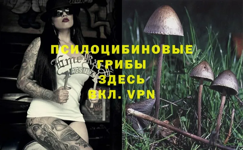 где купить   Борисоглебск  Псилоцибиновые грибы Magic Shrooms 